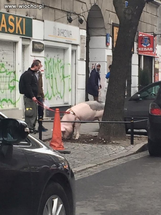 Ludziom w Warszawie już całkiem padło na łeb