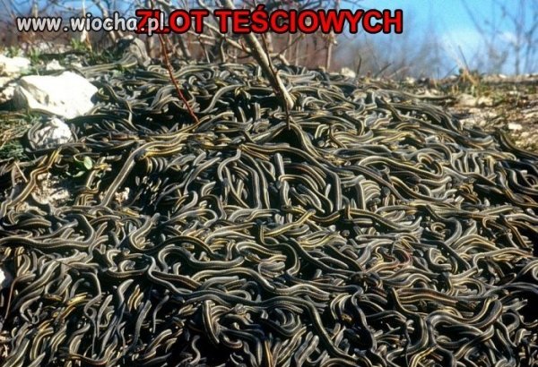 Wiosenny zlot teściowych