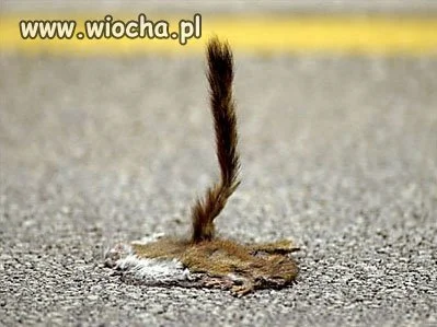 Wiewiórka