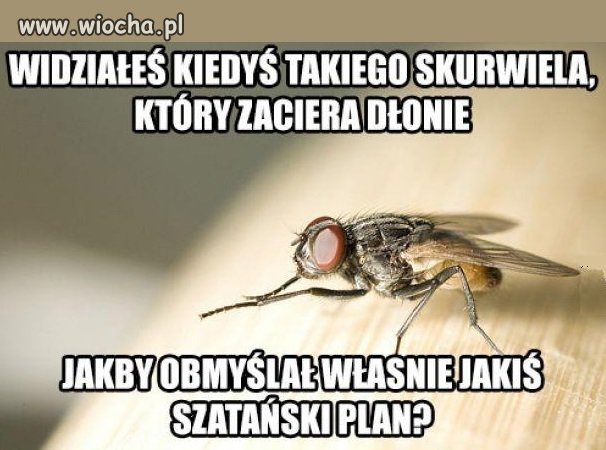Widziałeś kiedyś