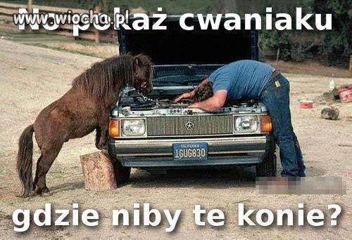 No pokaż cwaniaczku