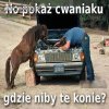 No pokaż cwaniaczku