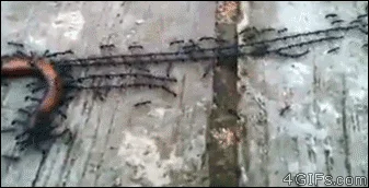 Mrówki.