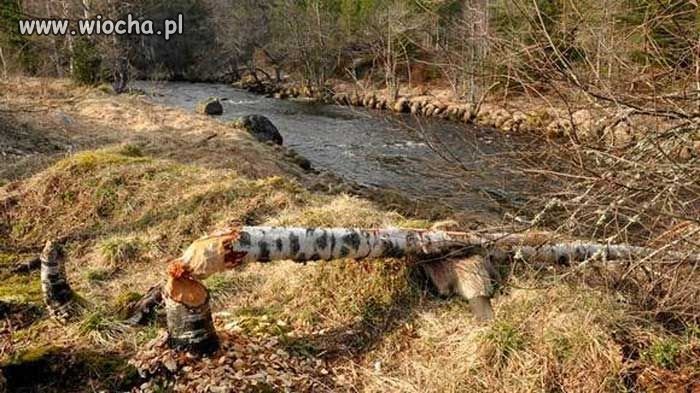Podgryzł po złej stronie