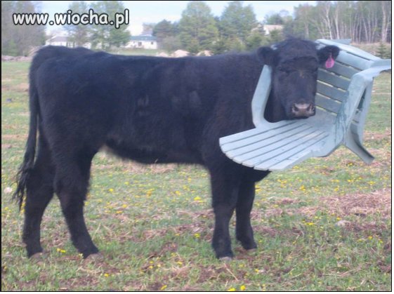 Idzie na wiec Komorowskiego