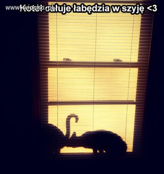 Kotek