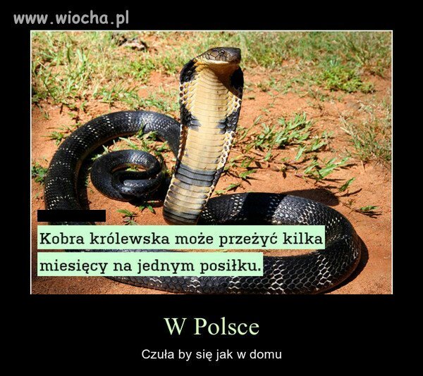 Bo to Polska...