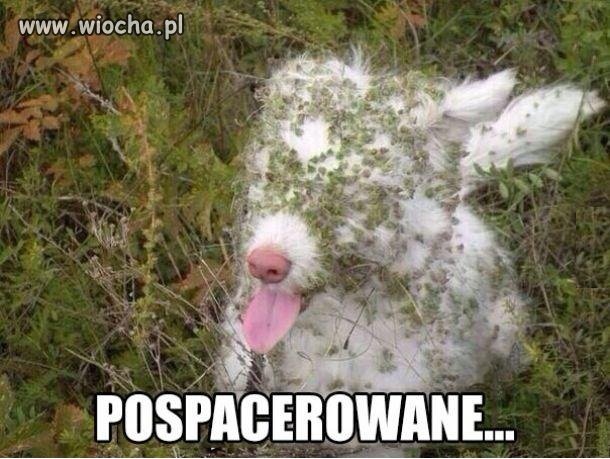 Pospacerowane