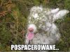 Pospacerowane