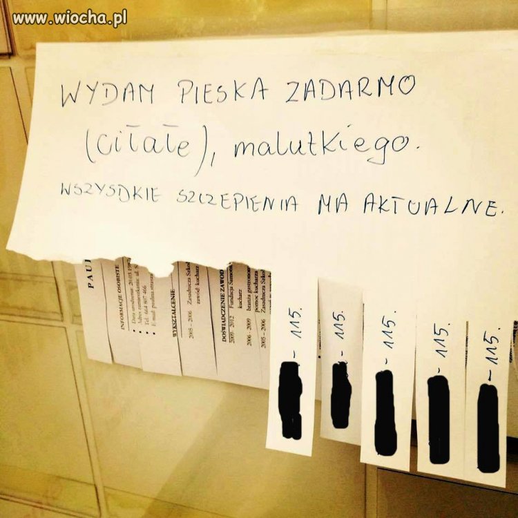 Piesek za darmo...