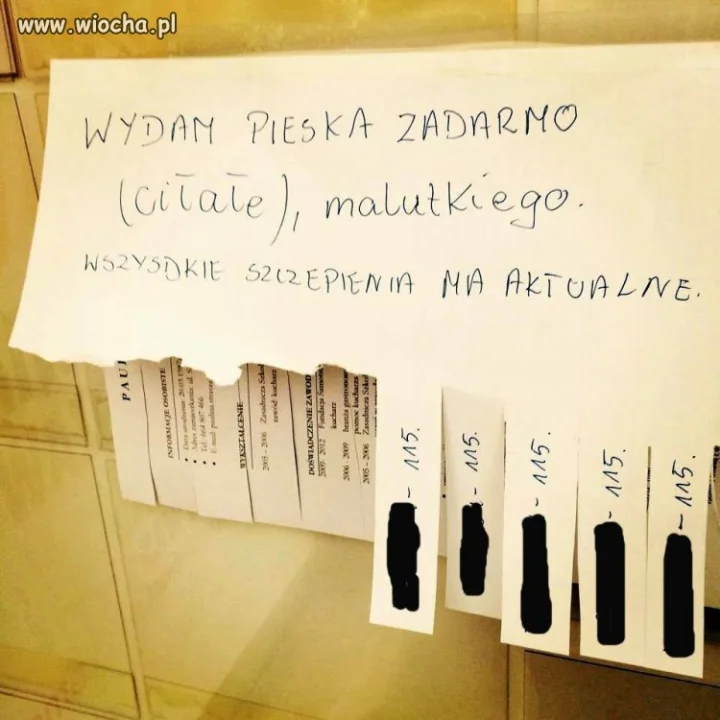 Piesek za darmo...