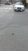 Mam audi więc mógł