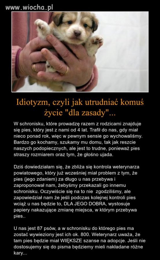 Ustalcie, że ten pies nie jest do adopcji