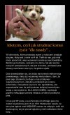 Ustalcie, że ten pies nie jest do adopcji