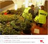 Zlikwidowali plantację marihuany