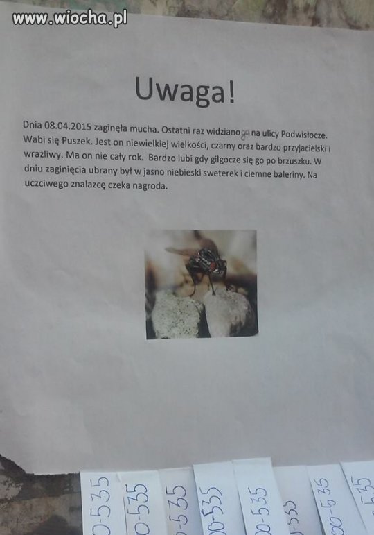 Zaginęła  mucha !