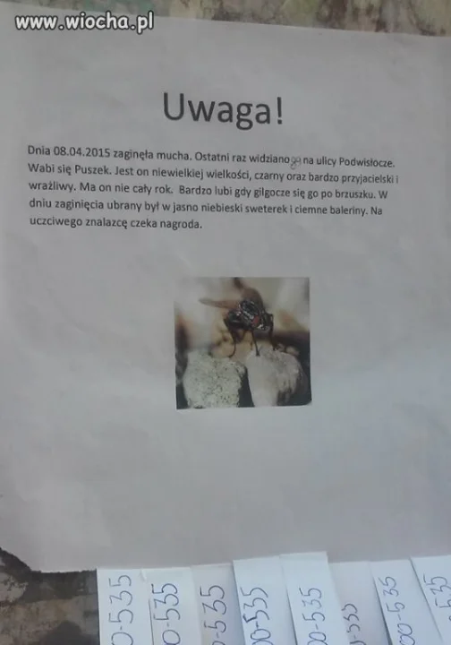 Zaginęła  mucha !