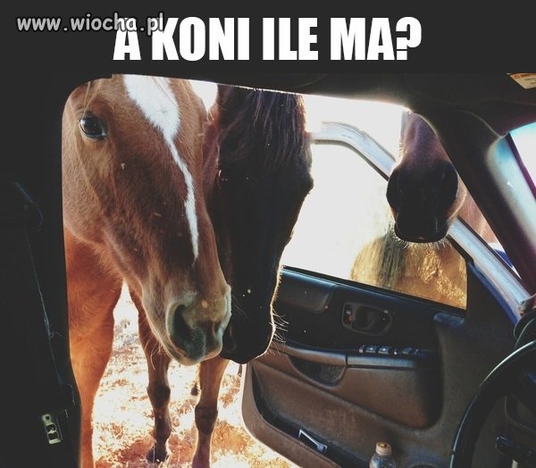A ile koni ma?