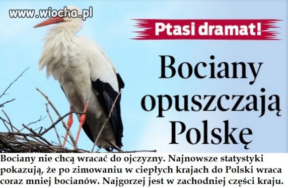 Nawet bociany mają już dość Polski