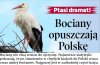 Nawet bociany mają już dość Polski