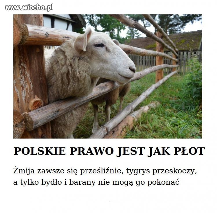 Dodałbym do tego inteligentne małpy