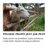 Dodałbym do tego inteligentne małpy