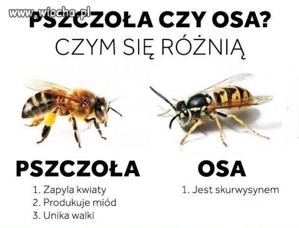 Pszczoła czy osa