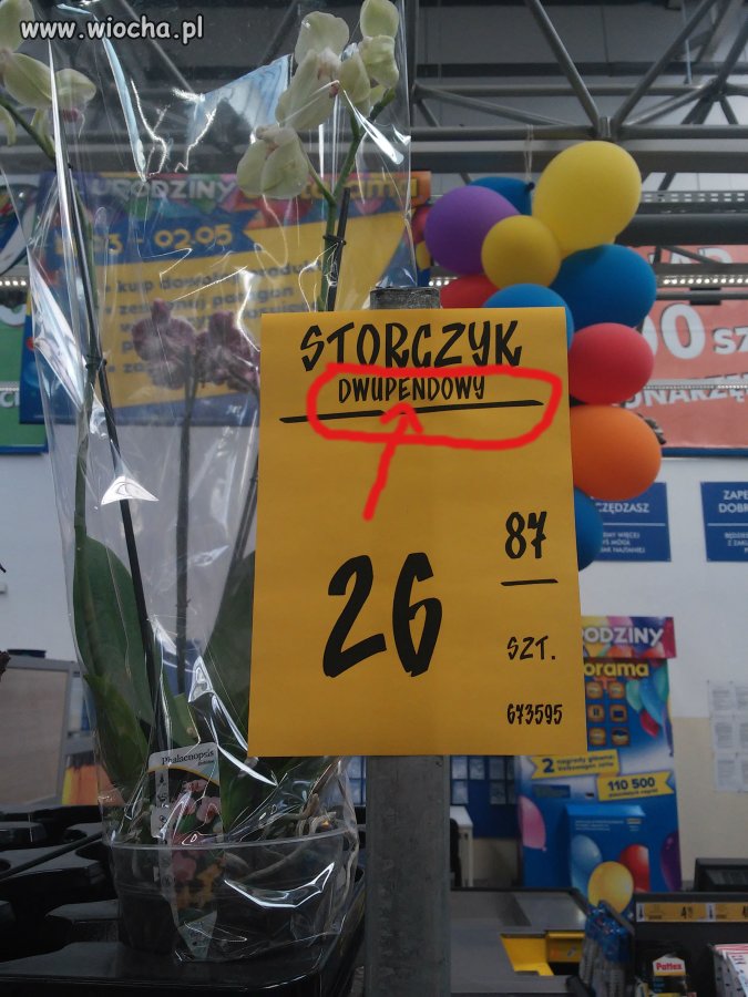 Dzisiejszy hit Castoramy Poznań
