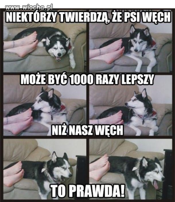 Psi węch