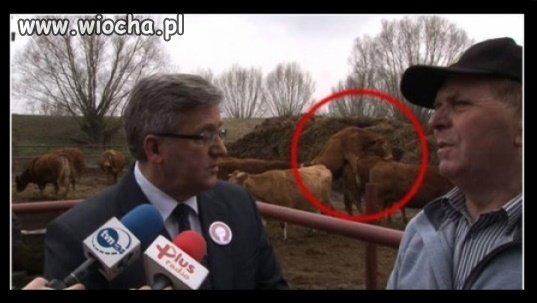 Bydlęta mówić nie potrafią tylko