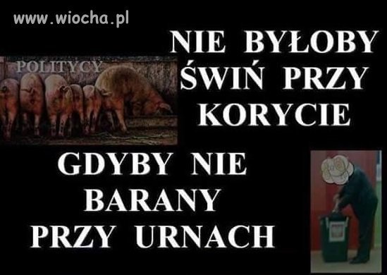 Świnie przy korycie