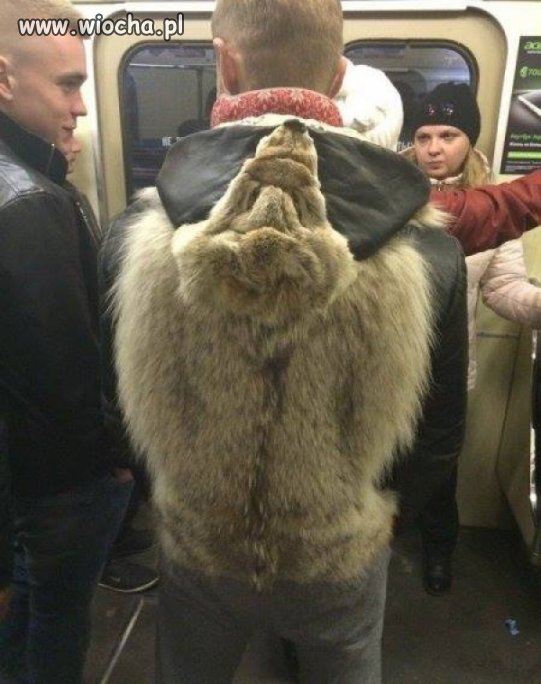 Co to? "Tańczący z wilkami"