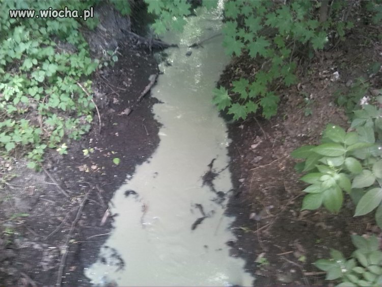 Podczas porannego biegu spotkał mnie taki widok