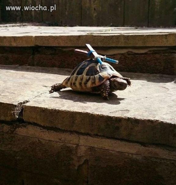 Żółw ninja w realu