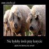 Co prawda to prawda...