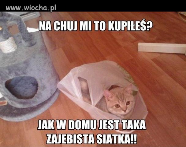 Logika kotów