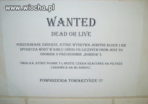 Poszukiwany - martwy lub żywy
