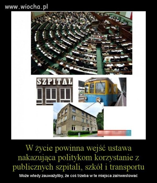 Świnie przy korycie