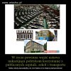 Świnie przy korycie