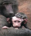 Zdjęcie wykradzione z albumu rodzinnego Putina