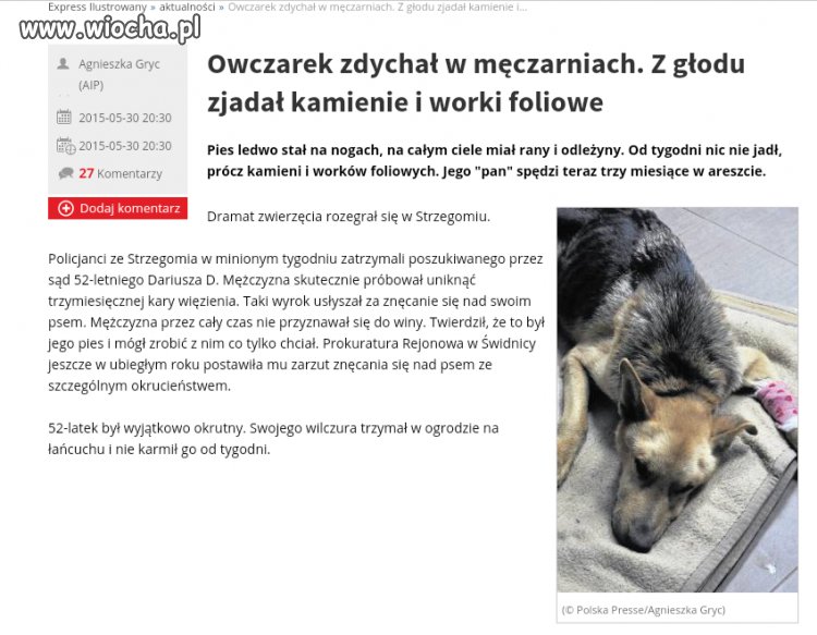 Zagłodził psa