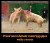 Debata nr II 