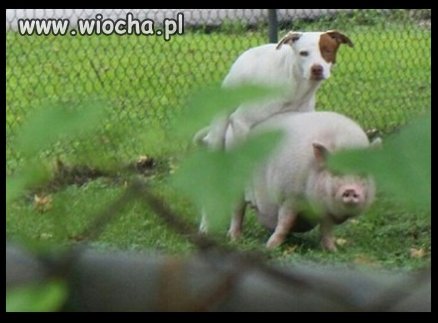 "jak najdzie ochota to i pies ko.. świnię wyłomota