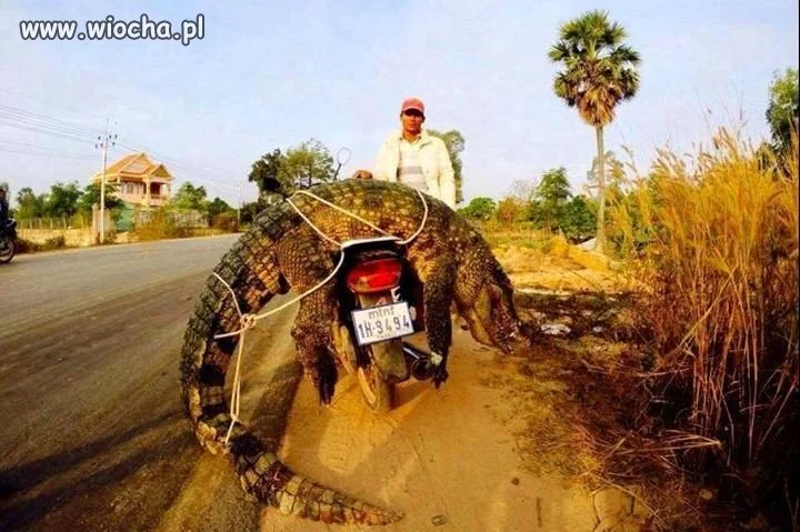 Kolacja 