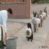 Tail.