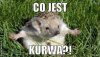 Co jest???