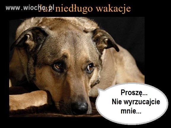 Pies też ma uczucia 