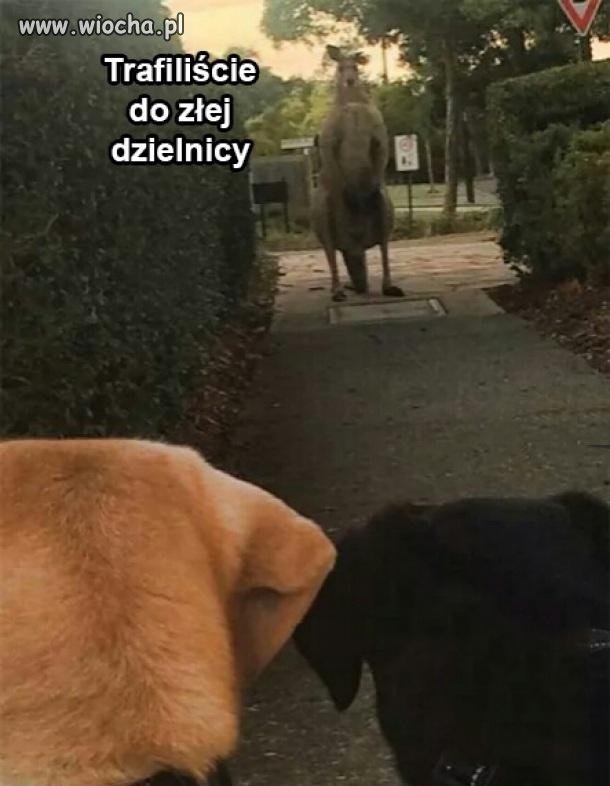 Zła dzielnica