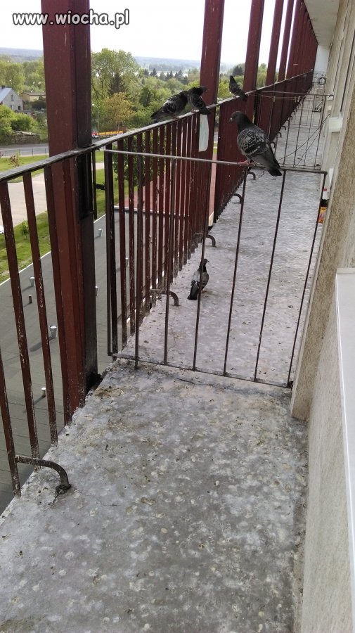 Balkony w Wojewódzkim Szpitalu Zespolonym w Płocku