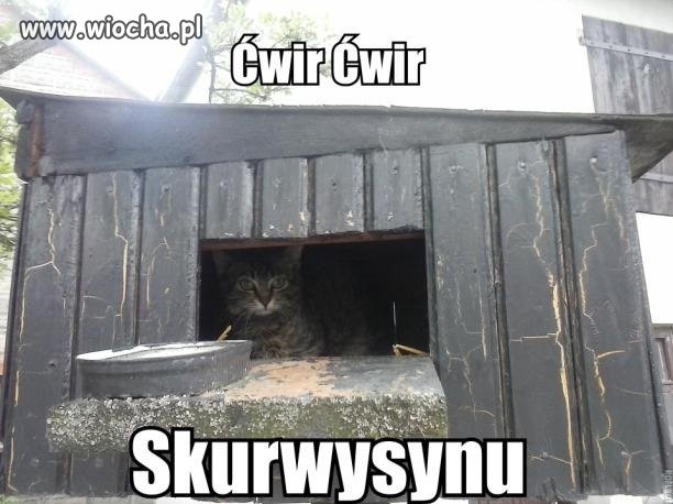 Ćwir ćwir